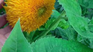 Небольшой сюрприз. Жизнь простых людей , печем вкусные пончики.