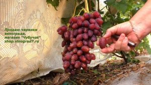 Казанова- виноград с мускатом и красивыми крупными ягодами!