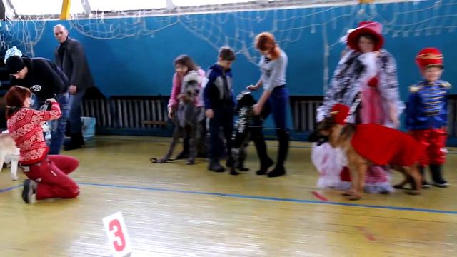 Кинологический праздник Кокшетау 13.12.2015 г. смотреть онлайн