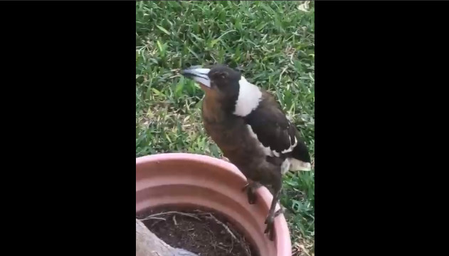 Сорока думает, что она петух смотреть онлайн