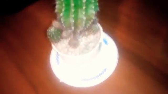 Кратко как ухаживать за кактусом 🌵🌵🌵🌵🌟💧 смотреть онлайн