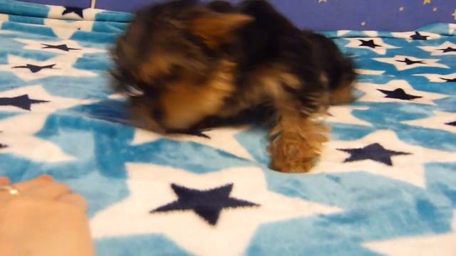 Милена йоркширский терьер 3 мес. смотреть онлайн