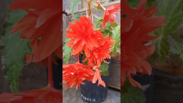 #shorts Бегония беллекония салмон смотреть онлайн