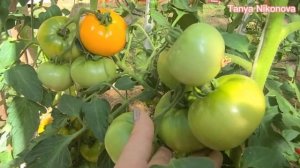 Томат СЕРДЦЕ АШХАБАДА. Обзор томатов в теплице.