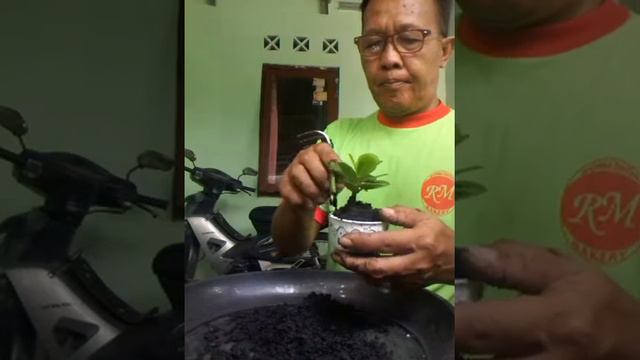 Mame bonsae dolar смотреть онлайн