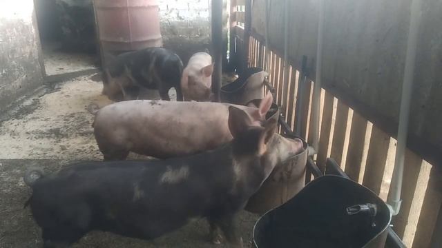 ///Монтаж поилок для свиней/// смотреть онлайн