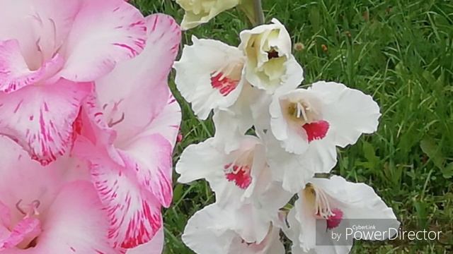 Дачные зарисовки./Чем удивила роза Принцесса Монако, плоды на хеномелесе, гортензия Диамантино... смотреть онлайн