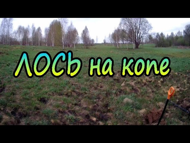 Вышел на меня ЛОСЬ.mp4 смотреть онлайн