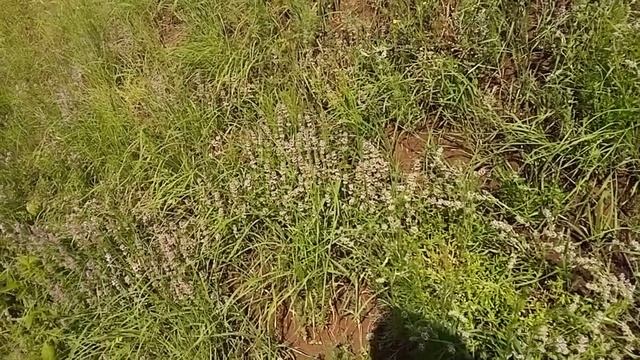 Собираем чабрец(богородская трава, тимьян ползучий) середина июня смотреть онлайн