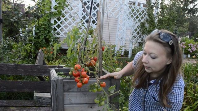 Томат ампельный. А вы знали? смотреть онлайн