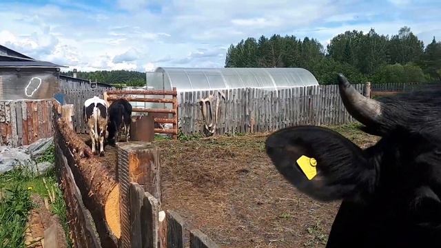 Косим сено мотоблоком . Ворошим и собираем все вручную ... смотреть онлайн