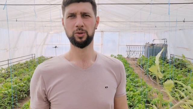 Признаки нехватки фосфора у томатов! смотреть онлайн