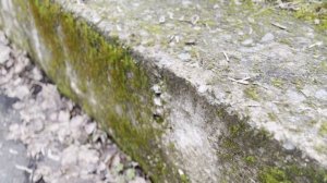 Мох в бетоне