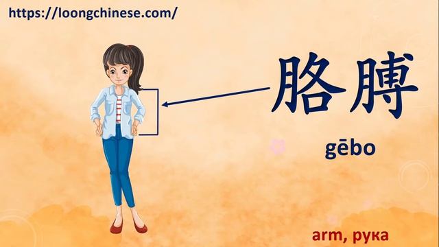 Parts of the body in Chinese. Части тела по-китайски. 身体的部分 смотреть онлайн