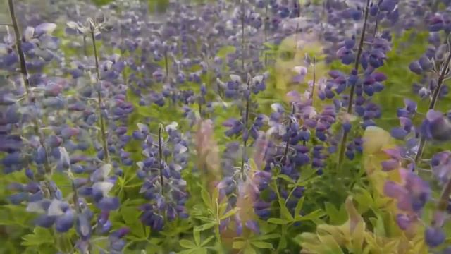 REVIIVE - органическая SPA линия продуктов смотреть онлайн