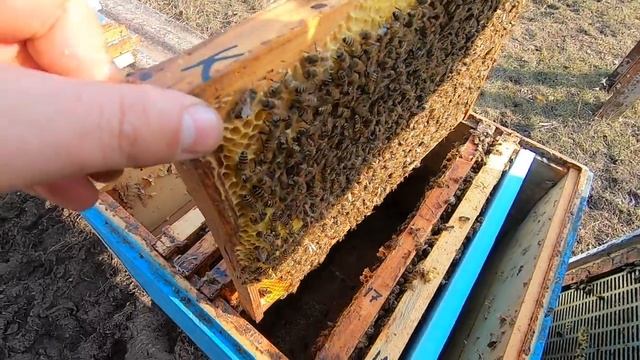 ПЧЕЛОВОДСТВО/РАБОТЫ НА ПАСЕКЕ В МАРТЕ/ПЧЁЛЫ КОРДОВАН ПОСЛЕ ЗИМОВКИ/УТЕПЛЯЮ И СОКРАЩАЮ ГНЁЗДА ПЧЁЛАМ смотреть онлайн