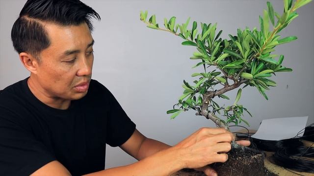 Bonsai from Nursery Stock for Beginners - Pyracantha Bonsai Tree смотреть онлайн