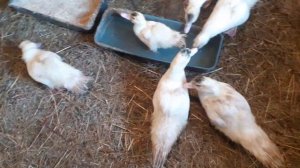 Самые выгодные птицы для разведения