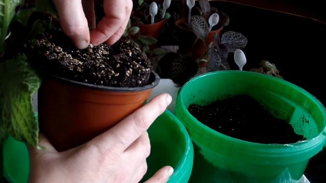 Эписция перевалка и пересадка в домашних условиях смотреть онлайн