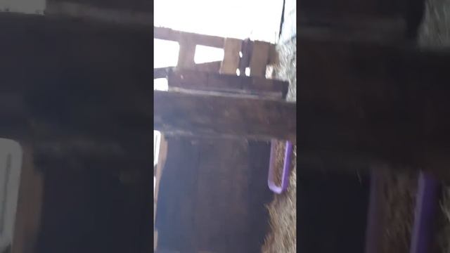 Алабай среднеазиатская овчарка питомника АЗ Марал продажа щенков 89278137957 ватсап вайбер смотреть онлайн