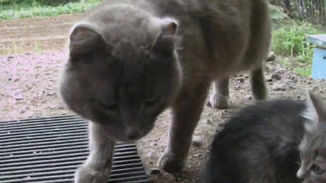 Кот Пупс и безымянный котёнок. смотреть онлайн