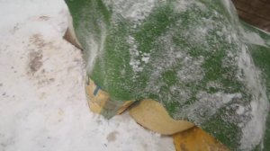 Перепелиный НАВОЗ! Куда я его деваю???