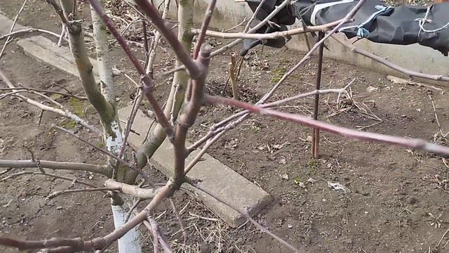 Суть обрезки плодовых. Урок по обрезке на клик семечковых. смотреть онлайн