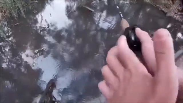 Here’s a slideshow o some fish cort in the past 2 months смотреть онлайн