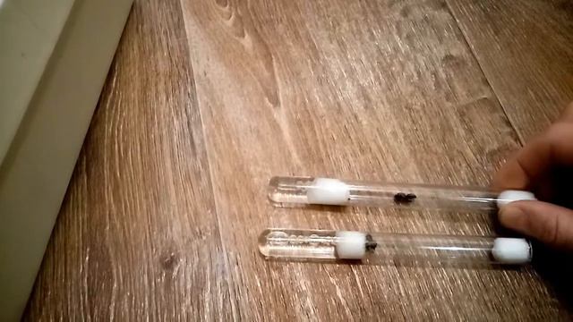 Выход из зимовки смотреть онлайн