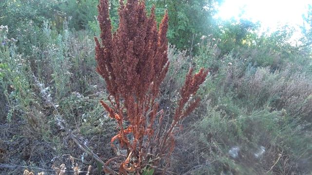 Конский щавель среди чертополоха летом 2021 года смотреть онлайн