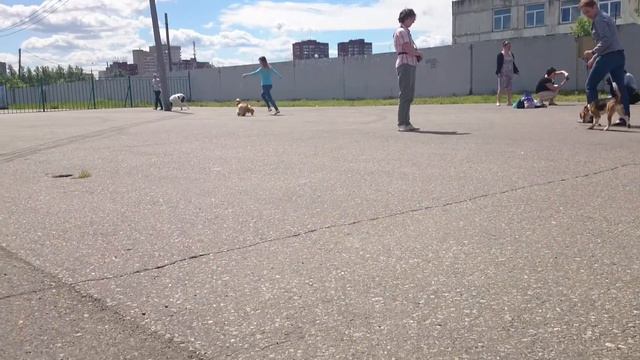 Рэта(Бади х Глорис) и Лея (Майти х Соня) тренировка перед бестами 05.06.16 Ярославль.