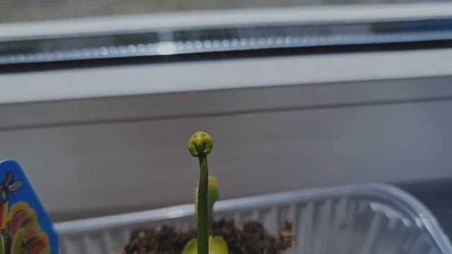 Хищное растение Венерина мухоловка. Дионея. Как цветёт Венерина мухоловка смотреть онлайн