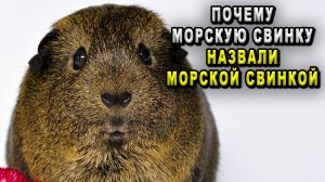 Почему морскую свинку назвали морской свинкой