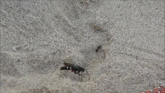 Как я не нашел клад,но нашел...брата! смотреть онлайн