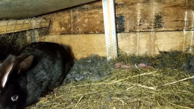 ЭКСПЕРИМЕНТ СЕМЕЙНОЕ РАЗВЕДЕНИЕ КРОЛИКОВ смотреть онлайн