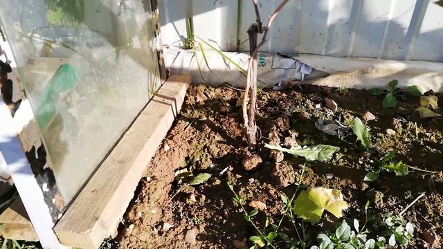 Планирую укрыть виноград