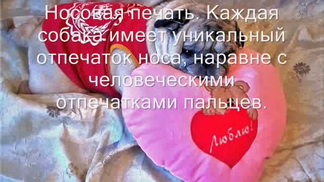 5 фактов о собаках смотреть онлайн