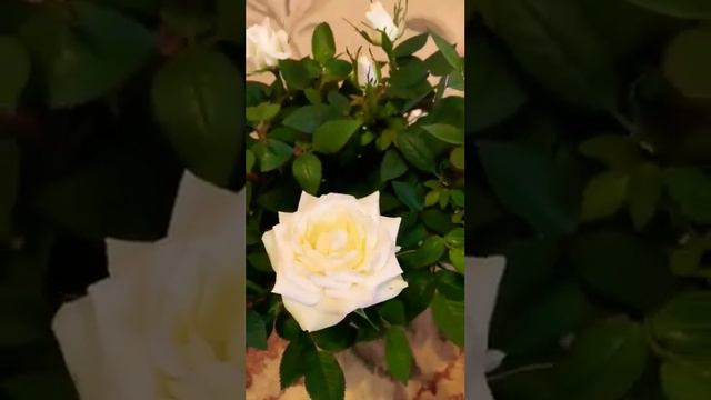 #доброеутро#красивыецветы#красивая#кустовая#роза смотреть онлайн