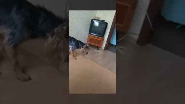 Лаки чудит😅 смотреть онлайн