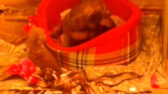 Такса ухаживает за котятами смотреть онлайн