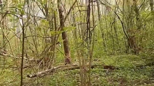 Сморчки. Строчки. Гигантский строчок