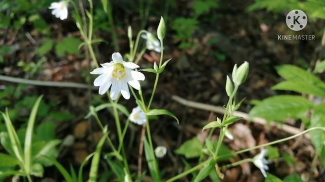 Весна. Красивое пение птиц смотреть онлайн