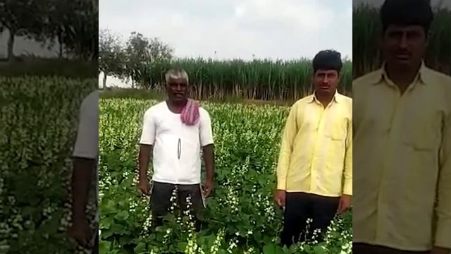 Sarpan Seeds All season Dolichos-3|-Lablab - Farmer Testimony смотреть онлайн