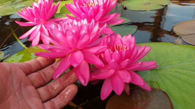 Нимфея Eternal Love высокие цветы плюс обильное цветение смотреть онлайн