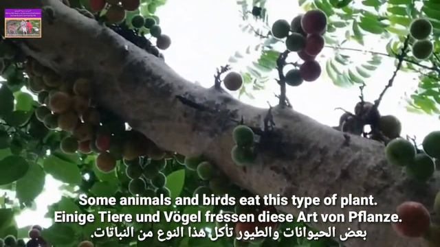 Ficus sycomorus, the sycamore fig or the fig-mulberry🌱 смотреть онлайн