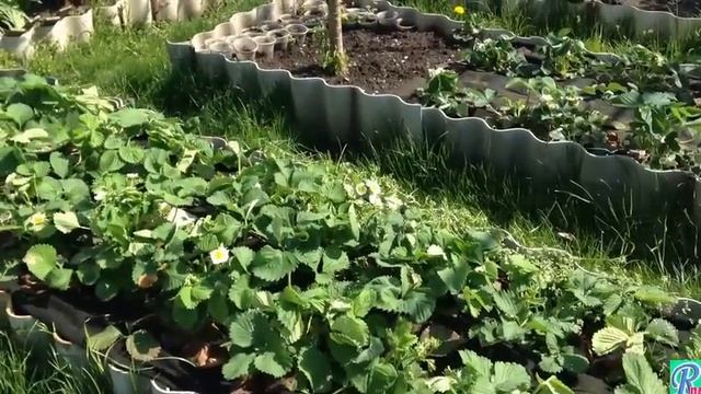 ✿ Клубника на агроволокне или на высоких грядках -2 Укрытие клубники на зиму Обработка грядки ℛ ДАЧ смотреть онлайн