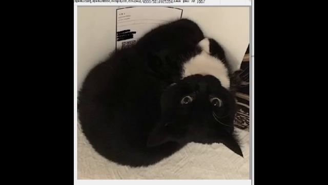 I FOUND A REAL PHOTO OF MAXWELL CAT смотреть онлайн