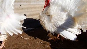 БЕЛАЯ ШИРОКОГРУДАЯ, ИНДЮКИ НА ПЛЕМЯ, КАК ВЫРАСТИТЬ..