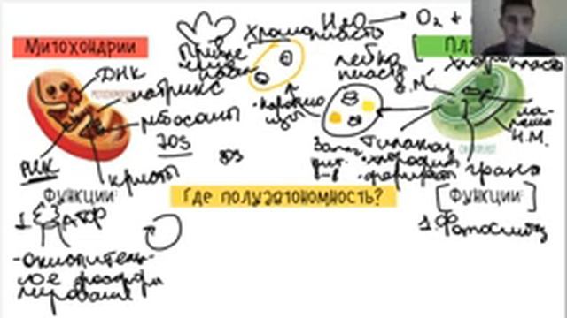 Полуавтономные органоиды | Биология ЕГЭ смотреть онлайн
