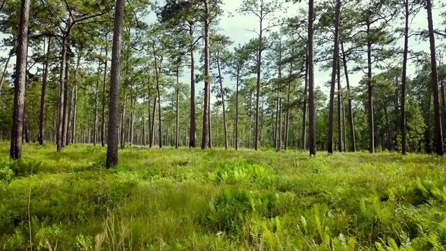 Butterfly MILKWEED (Asclepias Tuberosa) Native Florida Plants | Wild Wander